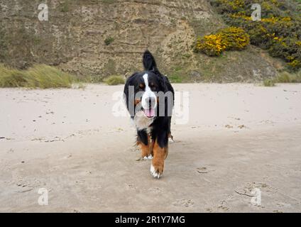 Bernese Mountain Dog walking on the beach Stock Photo