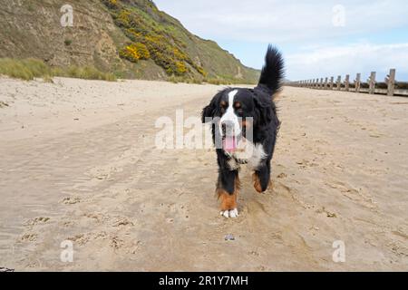 Bernese Mountain dog walking on a sandy beach, Norfolk Stock Photo