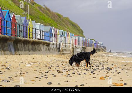 Dog on the beach, colorful beach huts in the background Stock Photo