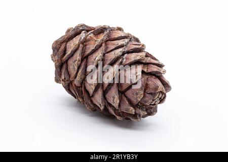 Brown pine cone with nuts inside on a white background. Photo in high quality. Isolated. Stock Photo