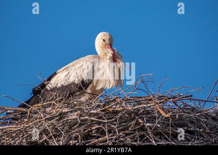 Beautiful female of a white and black stork nesting in a large nest on the roof of a house in spring Stock Photo