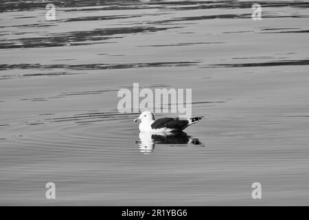 seagull swimming on the fjord in Norway in calm water in black and white. The sea bird is reflected in the water. Animal photo from Scandinavia Stock Photo