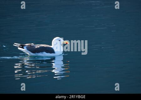 seagull swims on the fjord in Norway in calm water. The sea bird is reflected in the water. Animal photo from Scandinavia Stock Photo