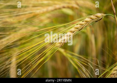 Close-up of a single ear of barley, summer July day Stock Photo