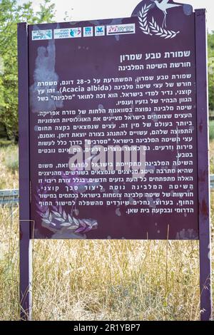 Acacia albida nature Reserve, Jezreel Valley, Israel he Northern natural distribution point information sign in Hebrew Stock Photo