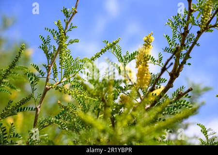 Faidherbia albida formerly Acacia albida. close up of the yellow flower Faidherbia is a genus of leguminous plants containing one species, Faidherbia Stock Photo