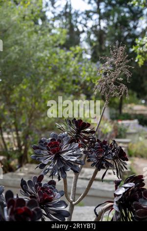 Black rose - Aeonium arboreum 'Zwartkop' in a Cactus and succulent garden Photographed in Israel in May Stock Photo