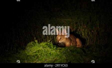 night photography of a jungle cat (Felis chaus), also called reed cat, swamp cat and jungle lynx, is a medium-sized cat native to the Middle East, the Stock Photo