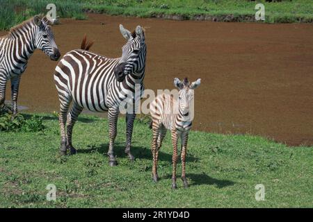 Juvenile Zebra foal with its mother Photographed in Tanzania in January Stock Photo