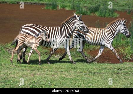 Juvenile Zebra foal with its mother Photographed in Tanzania in January Stock Photo