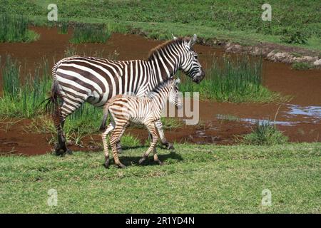 Juvenile Zebra foal with its mother Photographed in Tanzania in January Stock Photo