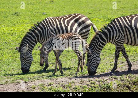 Juvenile Zebra foal with its mother Photographed in Tanzania in December Stock Photo