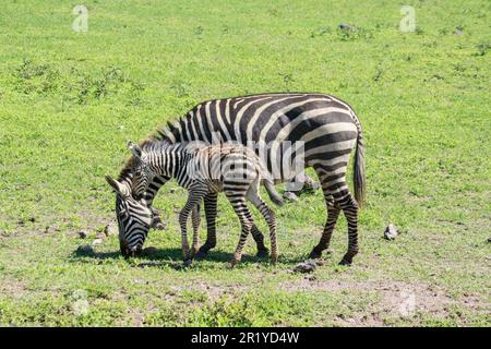 Juvenile Zebra foal with its mother Photographed in Tanzania in December Stock Photo