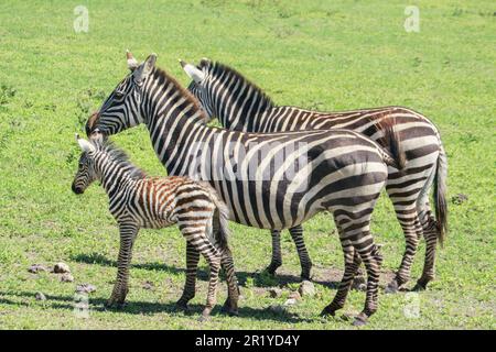 Juvenile Zebra foal with its mother Photographed in Tanzania in December Stock Photo