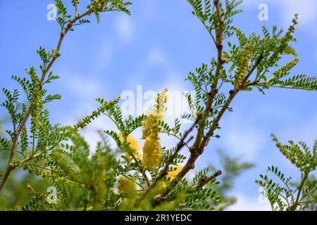 Faidherbia albida formerly Acacia albida. close up of the yellow flower Faidherbia is a genus of leguminous plants containing one species, Faidherbia Stock Photo