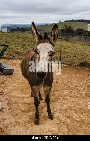 An inquisitive donkey stands in a field of lush green grass, gazing ...