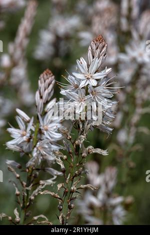 Closeup of flowers of Asphodelus albus in a garden in Spring Stock Photo