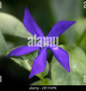 Closeup of a single flower of Vinca major var. oxyloba in a garden in Spring Stock Photo