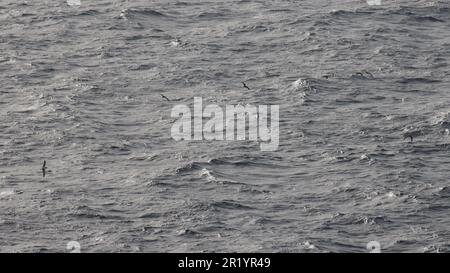 Seagulls fly over the windy sea Stock Photo