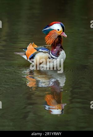Male mandarin duck swimming on a lake in Kent, UK. A duck in portrait with reflection. Mandarin duck (Aix galericulata) in Kelsey Park, Beckenham Stock Photo