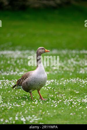 Greylag goose standing on grass with white flowers in Kent, UK. Portrait orientation and shallow depth of field. Greylag goose (Anser anser) in a park Stock Photo