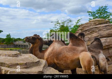 Couple of camels in safari park outdoors Stock Photo