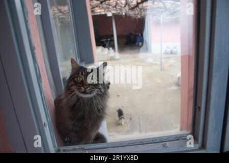 A curious, very furry house cat looking in through the window. Stock Photo