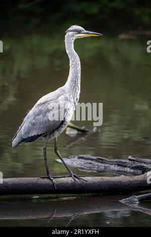 Grey heron in a river in Kent, UK. The heron is on a log standing tall in portrait view. Grey heron (Ardea cinerea) in Kelsey Park, Beckenham, London. Stock Photo