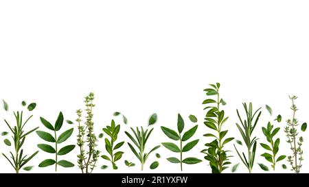Herbal background of thyme rosemary and other leaves on white background flat lay Stock Photo