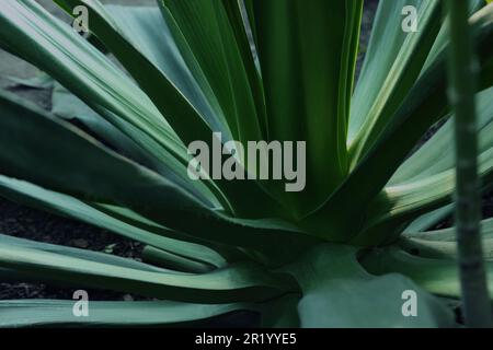 American aloe with beautiful leaves growing outdoors, closeup. Tropical plant Stock Photo