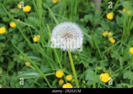 Dandelion seed head Stock Photo