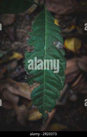 green leaf on the ground in the forest. Stock Photo