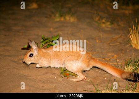 Side view of Springhare, Pedetes capensis, standing in front of white ...