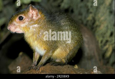 Green acouchi (Myoprocta pratti), Dwarf Acouchi, Green Acouchis, Dwarf Acouchis, Rodents, Mammals, Animals, Acouchy captive Stock Photo