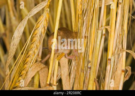 Dwarf Mouse, eurasian harvest mice (Micromys minutus), Dwarf Mice, Mice, Rodents, Mammals, Animals, Harvest Mouse adult, climbing amongst barley Stock Photo