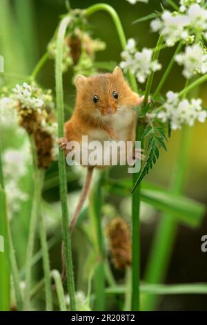 Dwarf Mouse, eurasian harvest mice (Micromys minutus), mice, rodents, mammals, animals, Harvest Mouse adult, climbing amongst vegetation, South Stock Photo