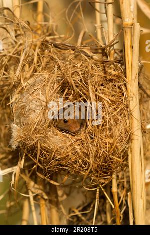 Dwarf Mouse, eurasian harvest mice (Micromys minutus), Mice, Mouse, Rodents, Mammals, Animals, Harvest Mouse adult, at breeding nest in reeds Stock Photo