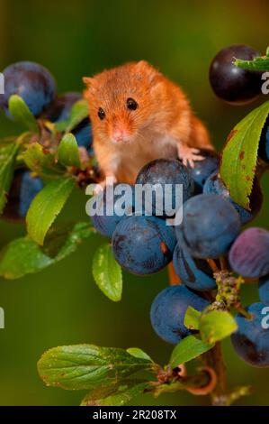 Dwarf Mouse, eurasian harvest mice (Micromys minutus), Mice, Mouse, Rodents, Mammals, Animals, Harvest Mouse adult, climbing on blackthorn (Prunus Stock Photo