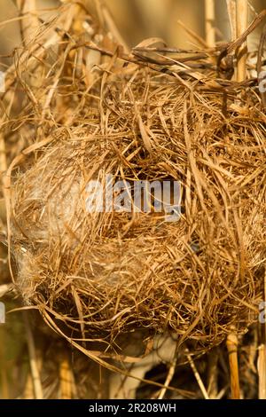 Dwarf Mouse, eurasian harvest mice (Micromys minutus), Mice, Mouse, Rodents, Mammals, Animals, Harvest Mouse adult, at breeding nest in reeds Stock Photo