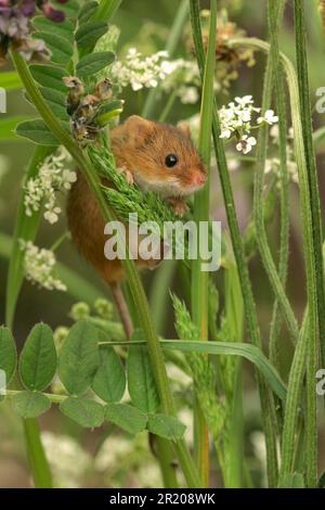 Dwarf Mouse, eurasian harvest mice (Micromys minutus), mice, rodents, mammals, animals, Harvest Mouse adult, climbing amongst vegetation, South Stock Photo