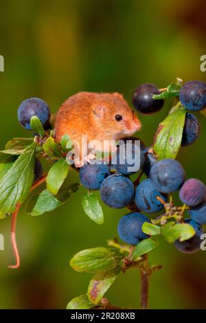 Dwarf Mouse, eurasian harvest mice (Micromys minutus), Mice, Mouse, Rodents, Mammals, Animals, Harvest Mouse adult, climbing on blackthorn (Prunus Stock Photo