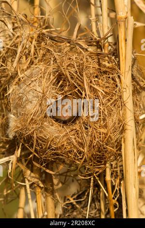 Dwarf Mouse, eurasian harvest mice (Micromys minutus), Mice, Mouse, Rodents, Mammals, Animals, Harvest Mouse adult, at breeding nest in reeds Stock Photo