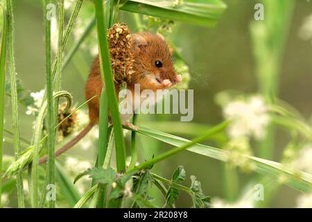 Dwarf Mouse, eurasian harvest mice (Micromys minutus), mice, mouse, rodents, mammals, animals, Harvest Mouse adult, grooming, amongst vegetation Stock Photo