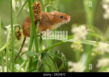 Dwarf Mouse, eurasian harvest mice (Micromys minutus), mice, rodents, mammals, animals, Harvest Mouse adult, climbing amongst vegetation, South Stock Photo