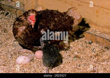 Brown Rat (Rattus norvegicus) adult, raiding eggs from Domestic Chicken, hen on nest, England, United Kingdom Stock Photo