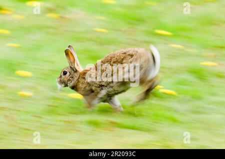 European rabbit (Oryctolagus cuniculus) adult, running through a field of dandelions, blurred movement, Norfolk, England, Summer Stock Photo