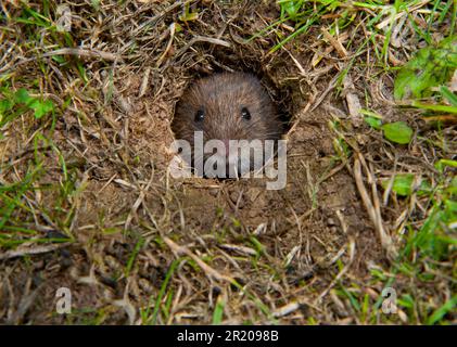 Red-backed Vole (Clethrionomys Glareolus) Runs On Ice. Mice Migrations ...