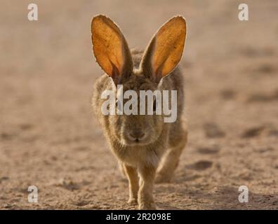 Brush rabbit (Sylvilagus bachmani), Rabbits, Rodents, Mammals, Animals, Brush Rabbit adult, walking in dunes, West Coast, Baja California, Mexico Stock Photo