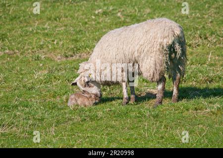 Domestic sheep, ewe, examination of European european rabbit (Oryctolagus cuniculus) infected with myxomatosis, Whitewell, Lancashire, England Stock Photo