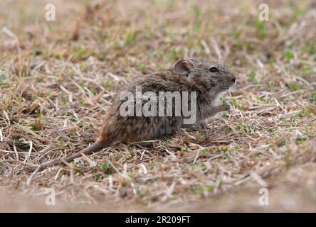 Abyssinian grass rat, Abyssinian grass rats, rodents, rat, rats, mammals, animals, Abyssinian grass rat (Arvicanthis abyssinicus) adult, feeding on Stock Photo